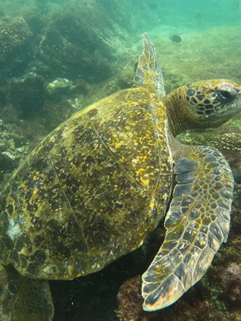 Galapagos and Ecuador multisport